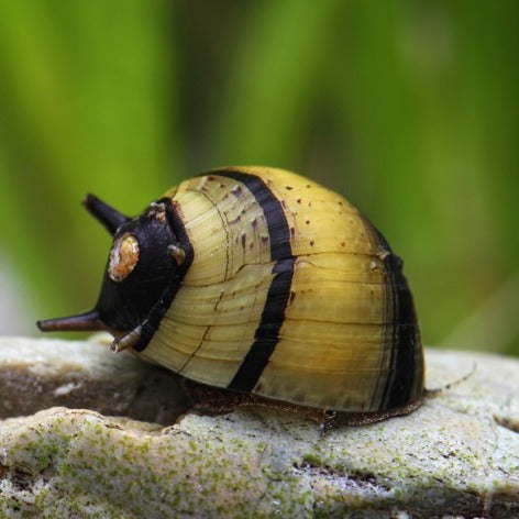 Escargot eau douce clithon corona