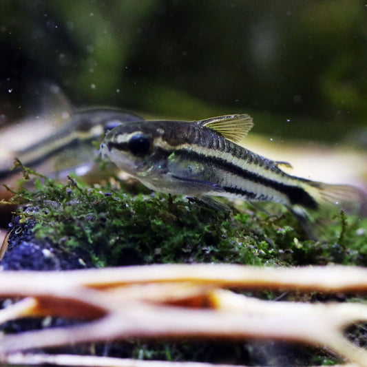 Corydoras Pygmaeus