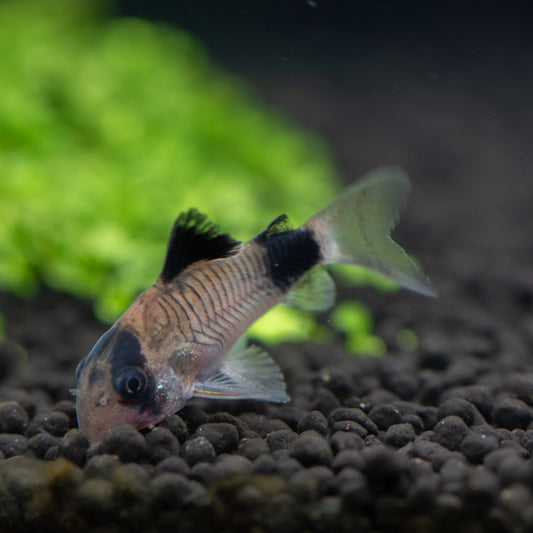 Corydoras panda 