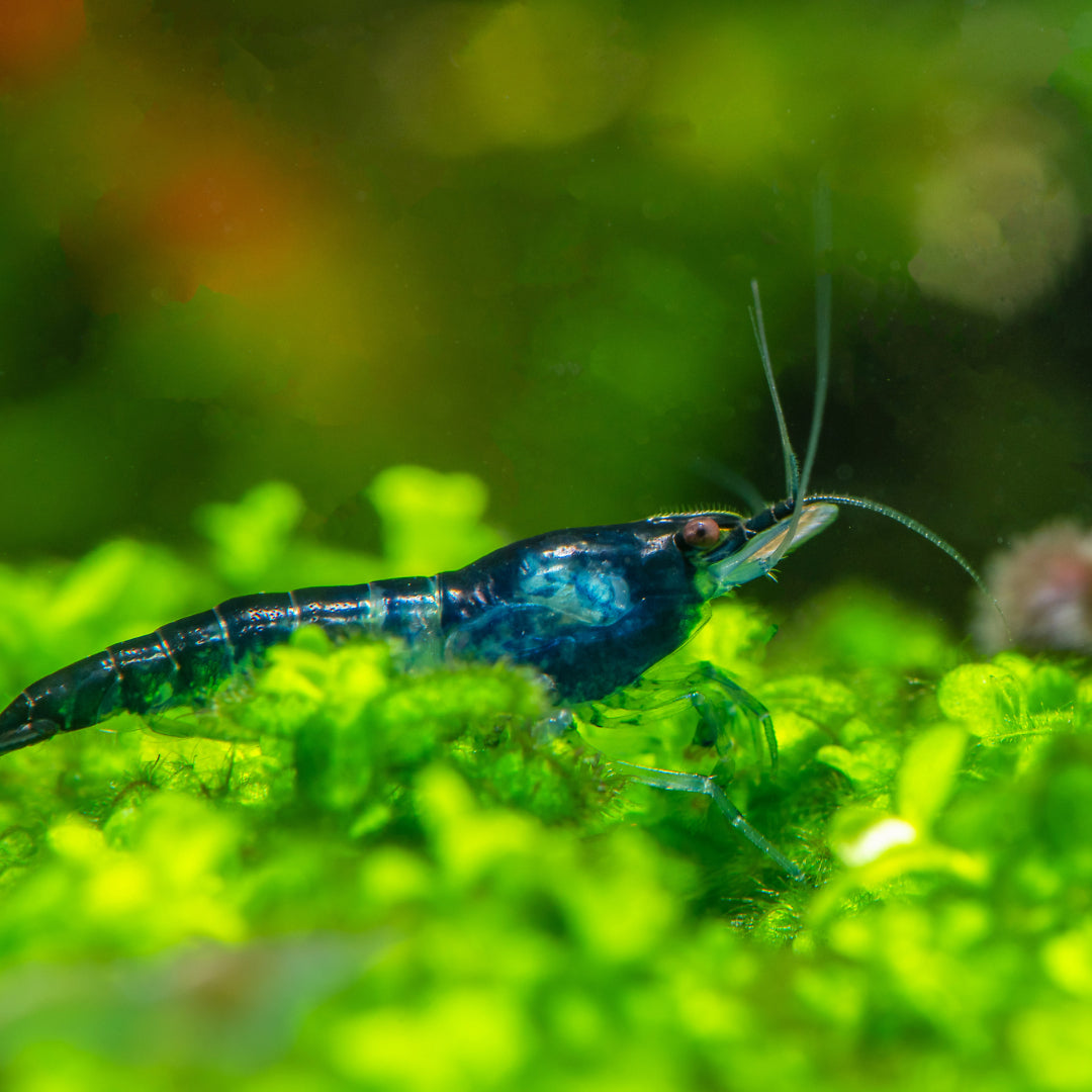 Néocaridina Davidi